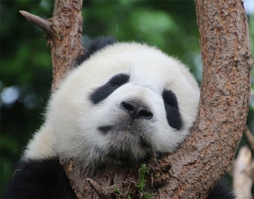 Αρκουδάκι Πάντα - Κίνα